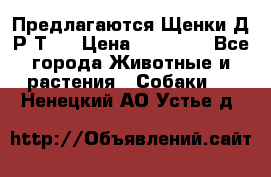 Предлагаются Щенки Д.Р.Т.  › Цена ­ 15 000 - Все города Животные и растения » Собаки   . Ненецкий АО,Устье д.